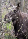 Single female Moose - Eurasian Elk Ã¢â¬â in a forest thicket near